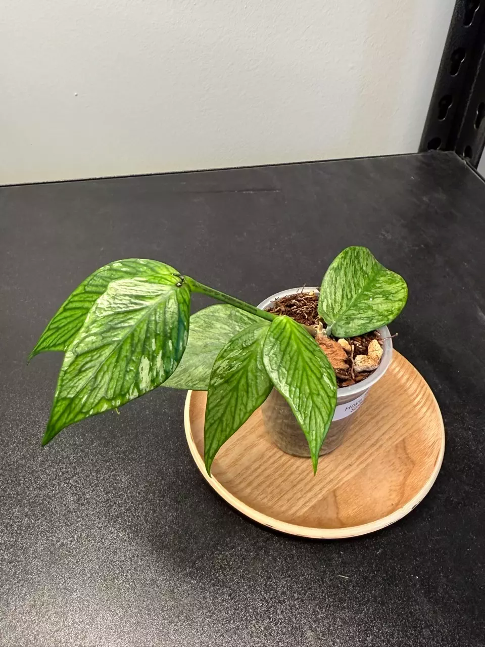 Hoya Polyneura Splash  thumbnail