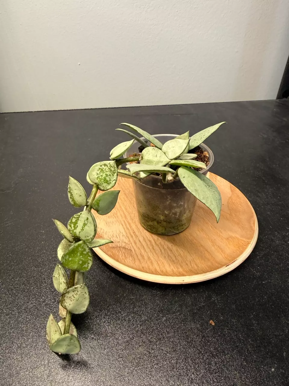 Hoya Krohniana Super Silver thumbnail