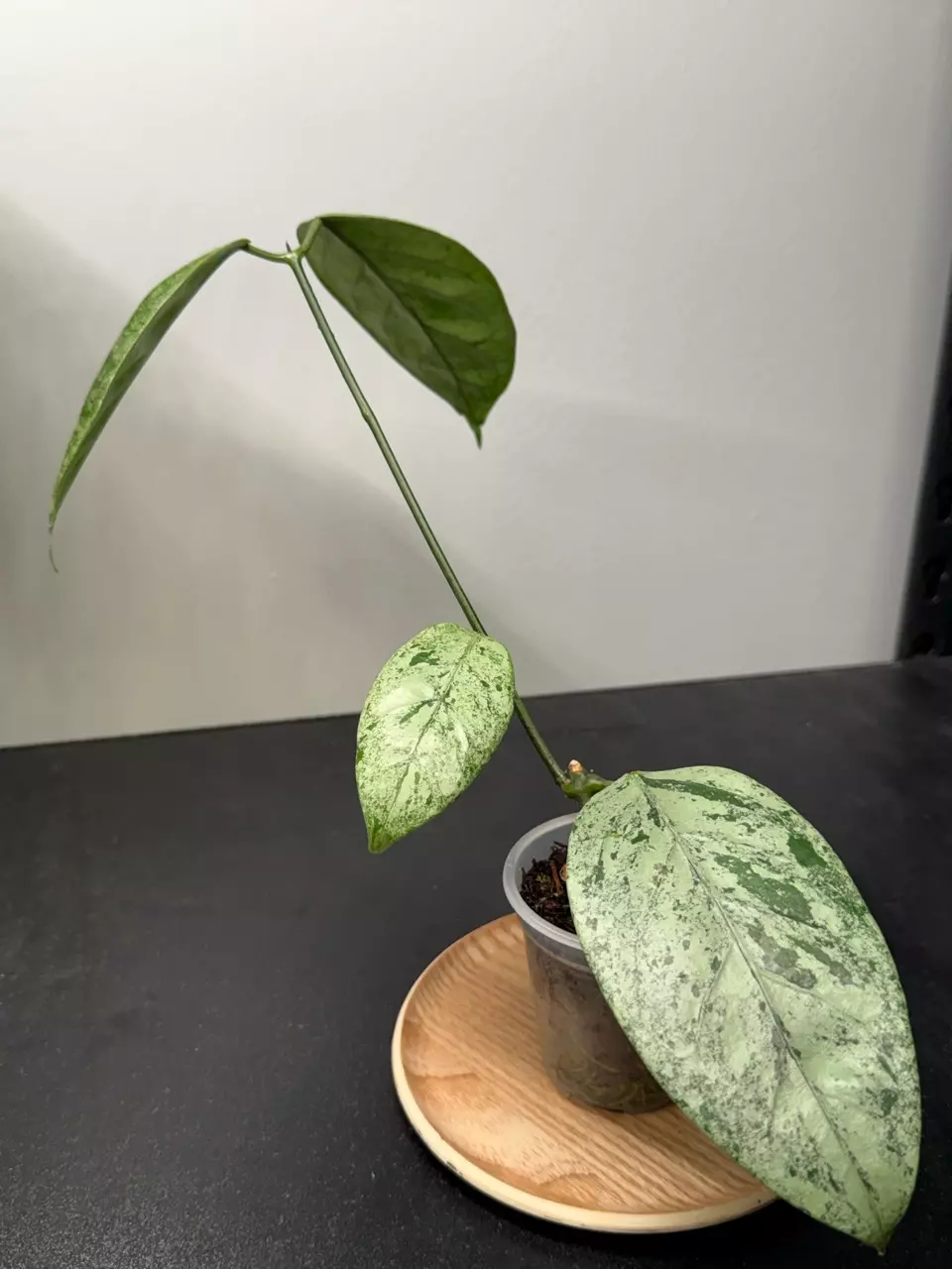 Hoya Coriacea Silver thumbnail