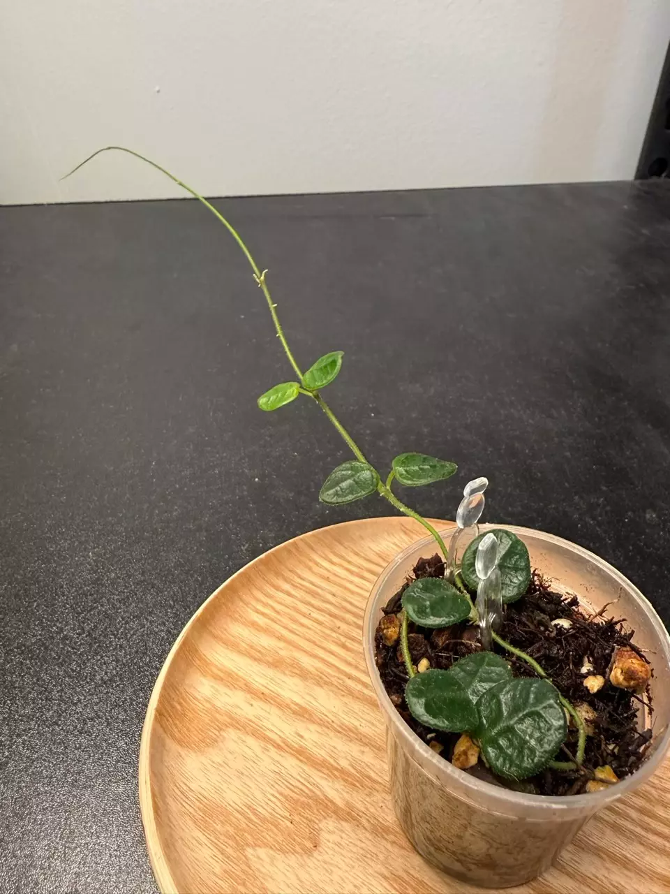 Hoya Serpens thumbnail