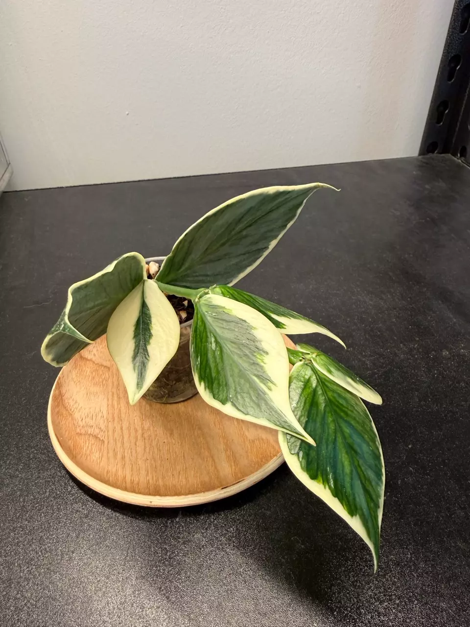 Hoya Polyneura Outer Variegated thumbnail