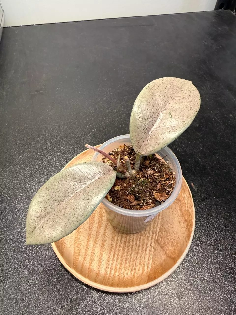 Hoya Wilbur Graves Silver thumbnail