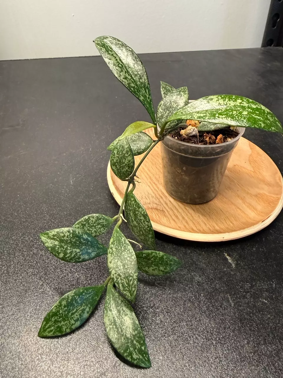 Hoya Lacunosa sp. Cianjur Splash thumbnail