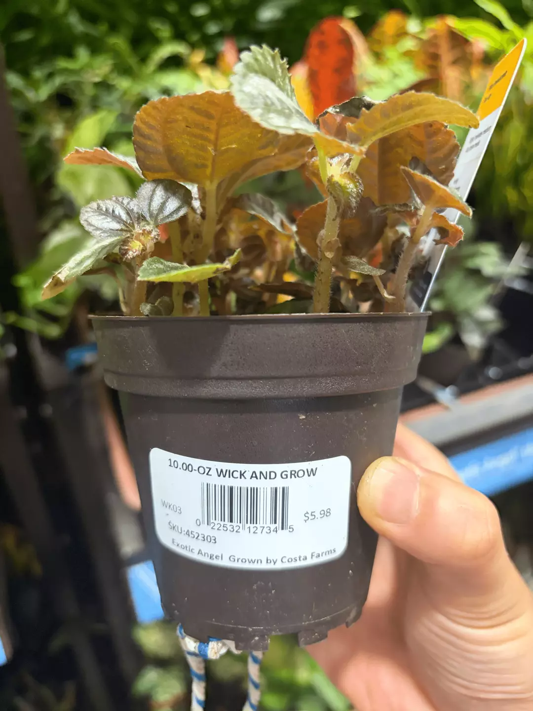 Exotic Angel 10oz Wick & Grow Potted Houseplant Green Silver Bronze Leaves thumbnail