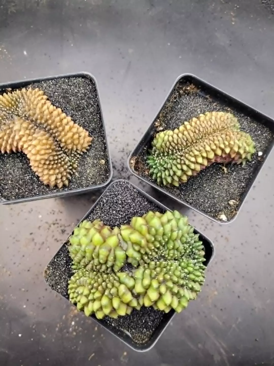 Crested Bridge Inermis Growers Choice, Cactus House Item thumbnail