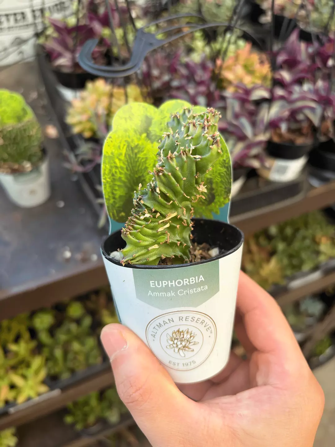 Euphorbia Ammak Cristata Crested Potted Succulent Plant thumbnail