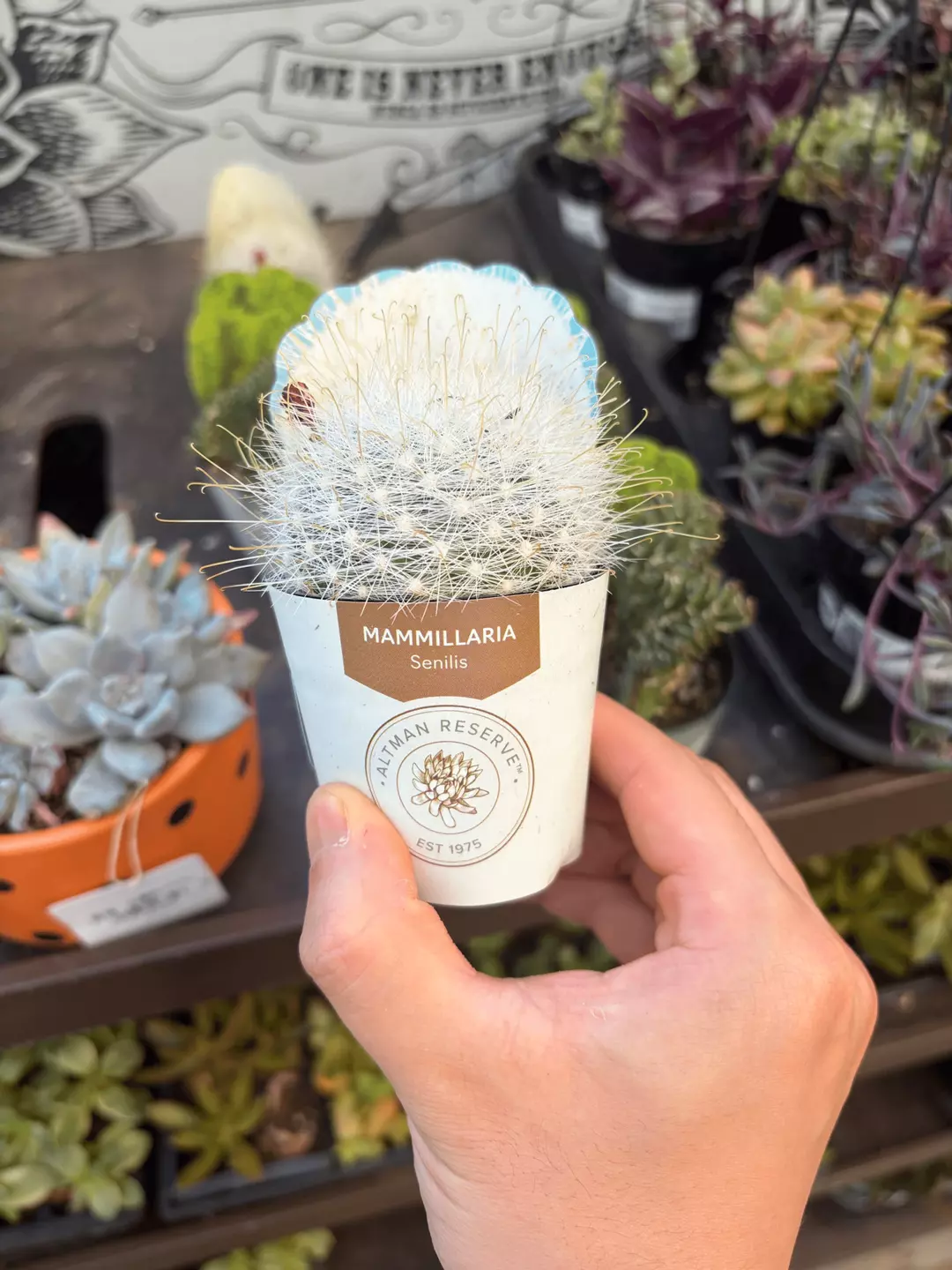 Altman Reserve Mammillaria Senilis White Cactus thumbnail
