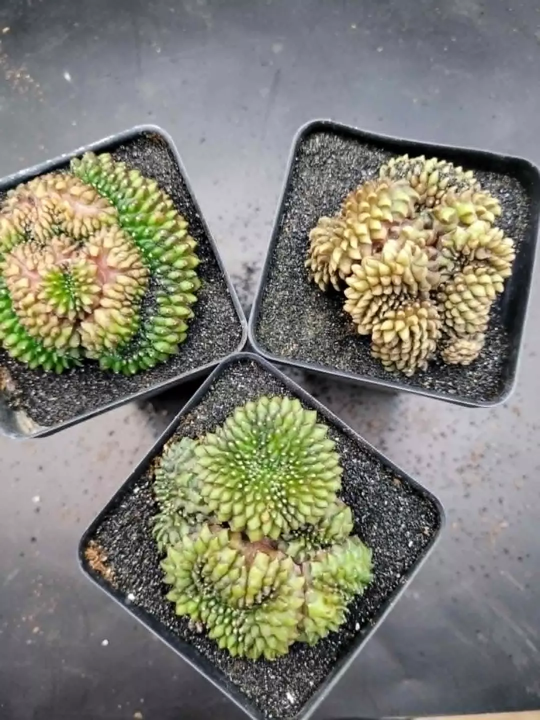 Complex Crest Inermis Growers Choice, Cactus House Item thumbnail