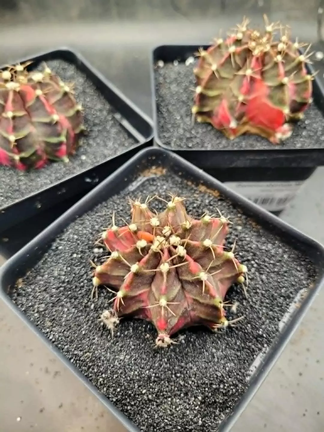 Hellboy Clone Growers Choice, Cactus House Item thumbnail