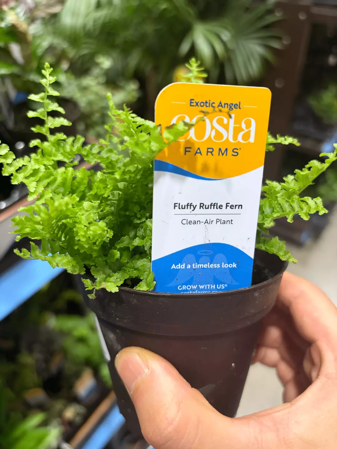 Costa Farms Exotic Angel Fluffy Ruffle Fern Clean-Air Plant thumbnail