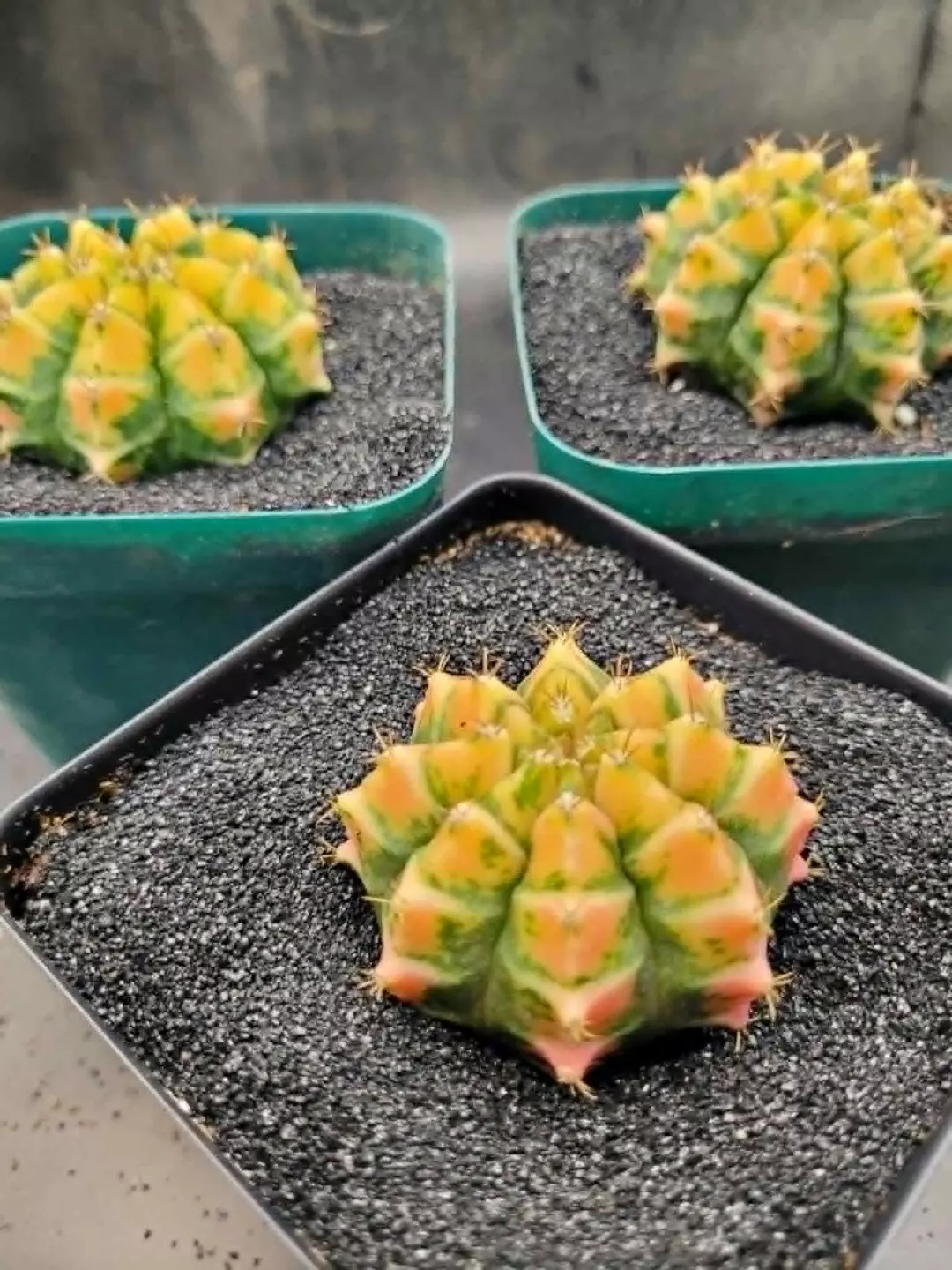 Yellow Sunshine Clone Growers Choice, Cactus House Item thumbnail