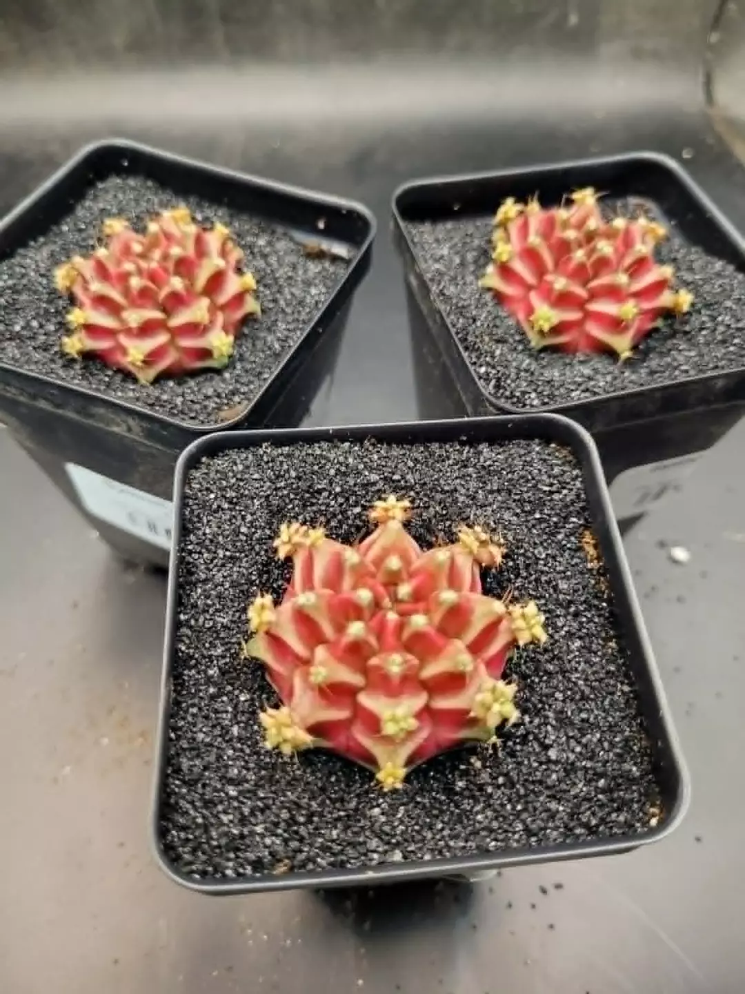 Belove Clone Growers Choice, Cactus House Item thumbnail