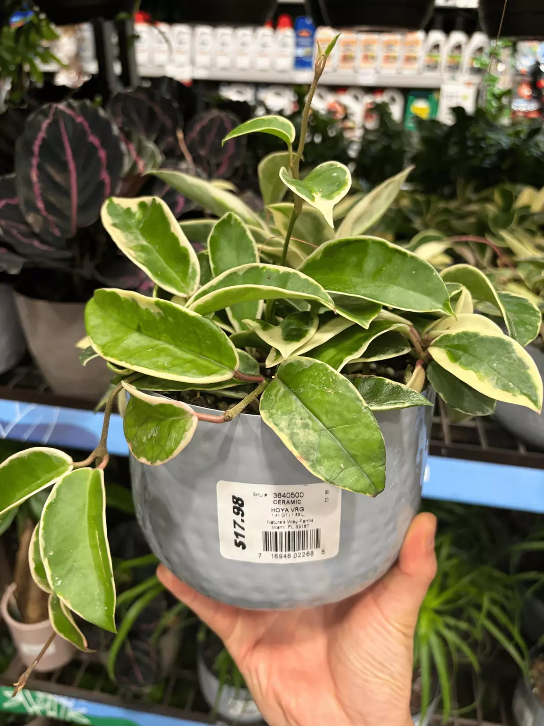 Variegated Hoya Plant in Grey Textured Ceramic Pot thumbnail