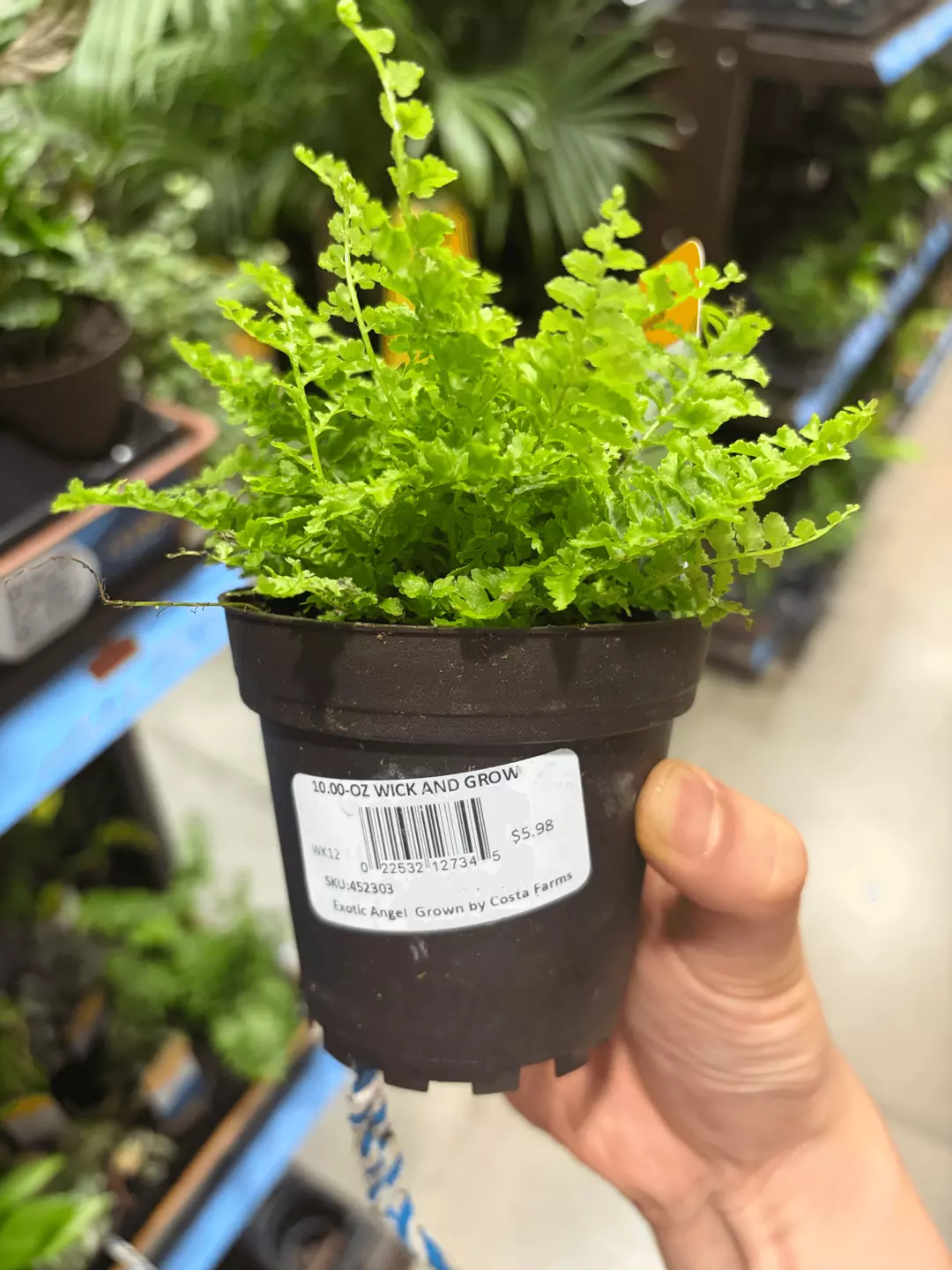 Costa Farms 10oz Exotic Angel Wick & Grow Potted Fern thumbnail