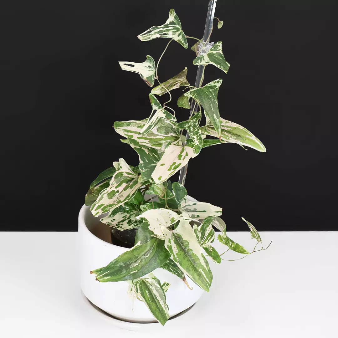 Dioscorea Piskie sp. thumbnail