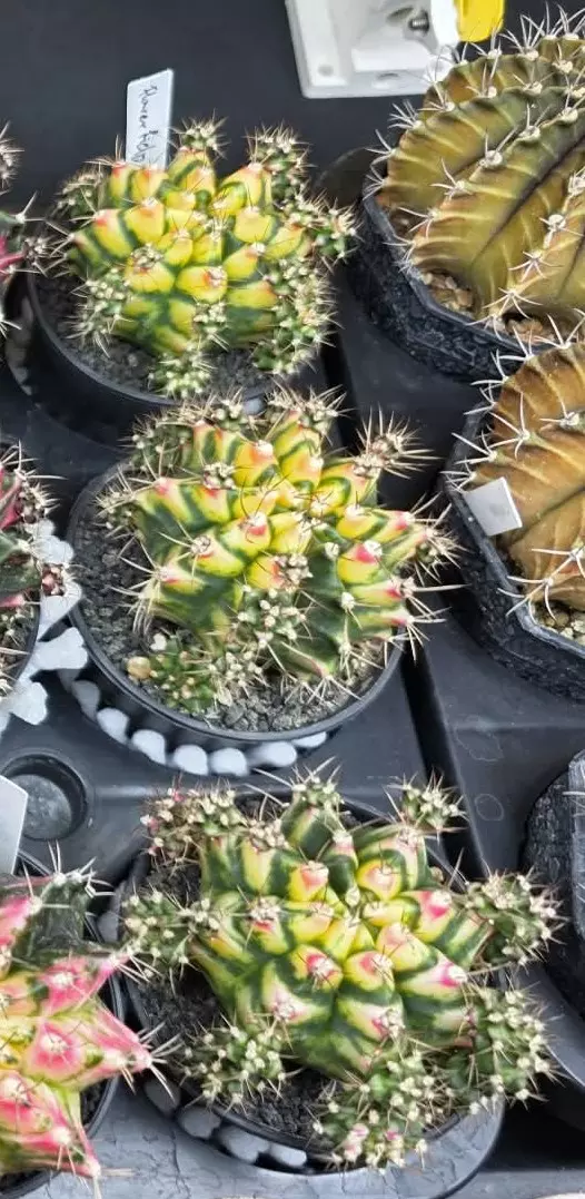 A3 Flower Field Clone, Grower's Choice Cactus Bazaar thumbnail