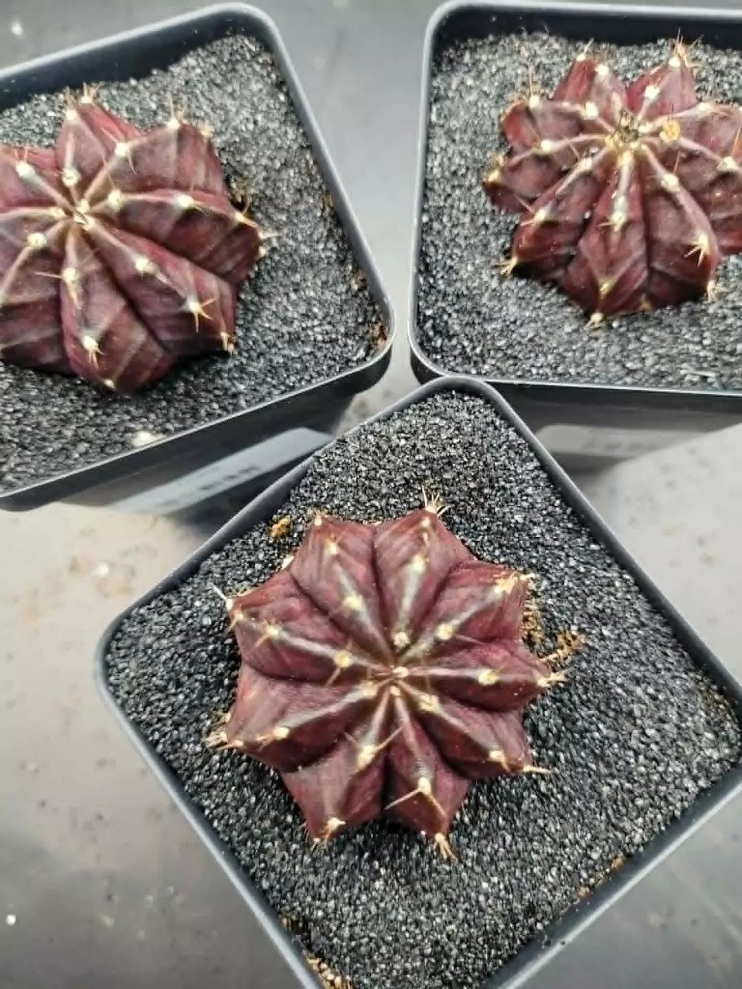 Black Widow Clone Growers Choice, Cactus House Item thumbnail