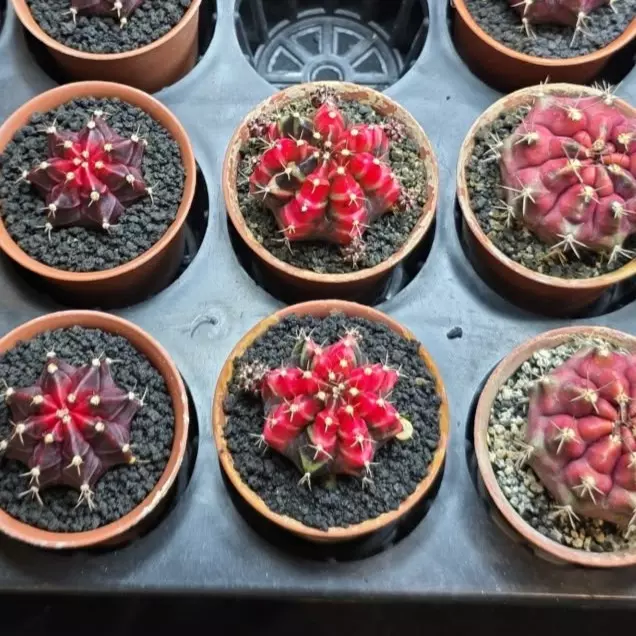 A2 Shanghai Clone, Grower's Choice Cactus Bazaar thumbnail