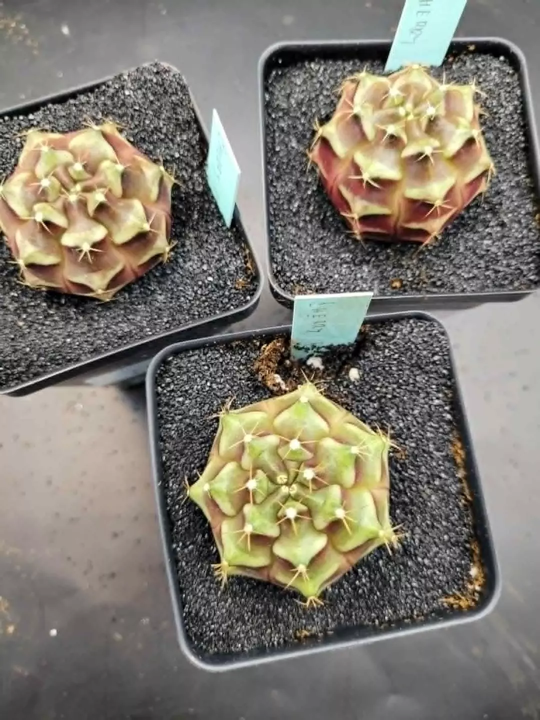 Cherry Pie Clone Growers Choice, Gymnocalycium Mihanovichii, Cactus House Item thumbnail