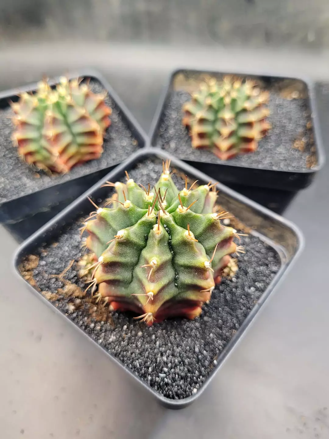Fireball Clone Growers Choice, Gymnocalycium Mihanovichii, Cactus House Item thumbnail