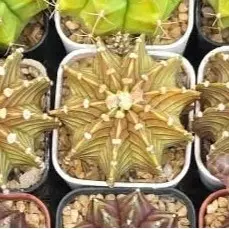Yellow LB, Grower's Choice Cactus Bazaar thumbnail