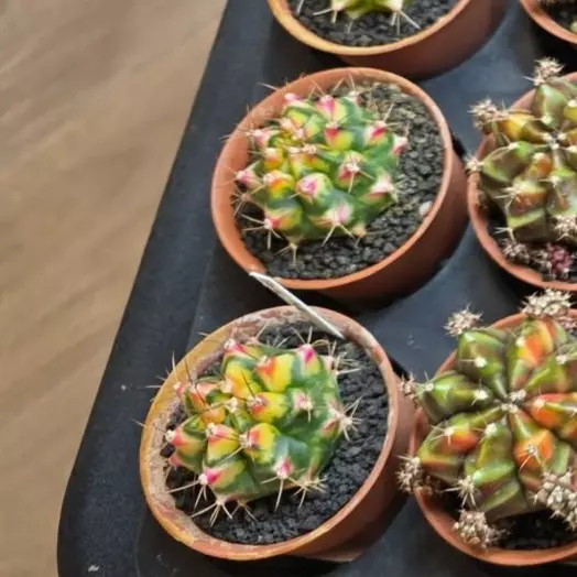 A2 Flower Field, Grower's Choice Cactus Bazaar thumbnail