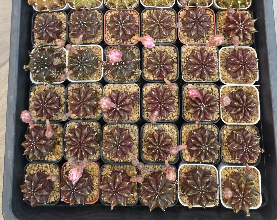 Nana Clone, Grower's Choice Cactus Bazaar thumbnail