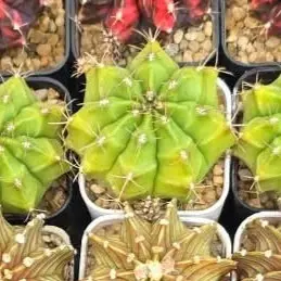Lemon Clones, Grower's Choice Cactus Bazaar thumbnail