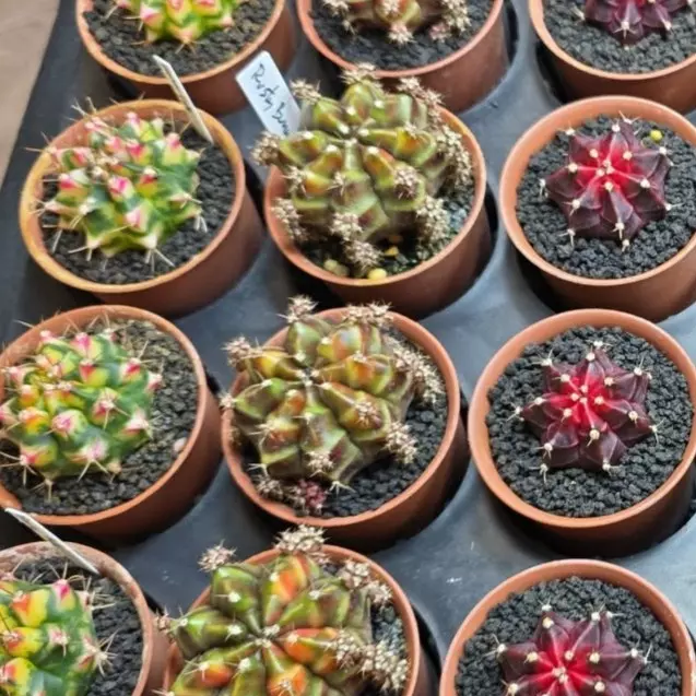 A2 Rusty Clone, Grower's Choice Cactus Bazaar thumbnail