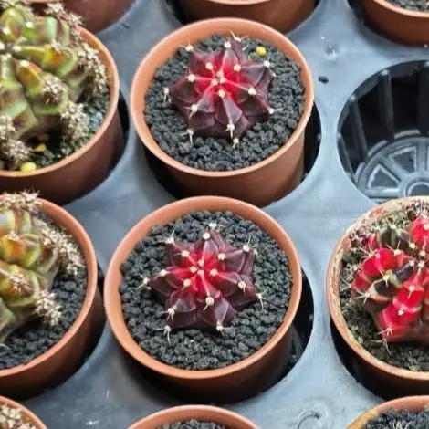 A2 No Name Clone, Grower's Choice Cactus Bazaar thumbnail