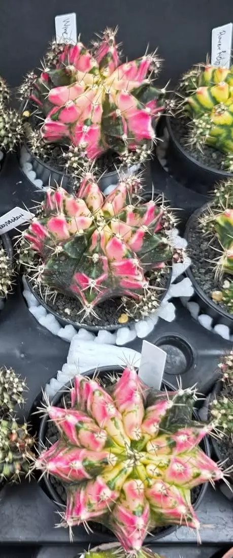 A3 Wine Glass Clone, Grower's Choice Cactus Bazaar thumbnail