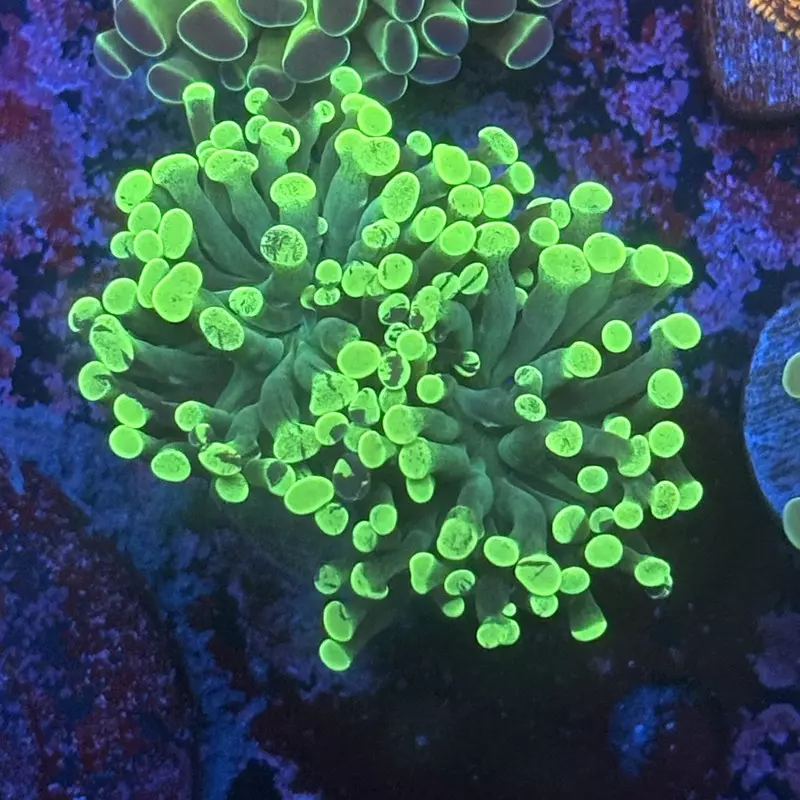 D2-01- Splatter Hammer (testing only) thumbnail