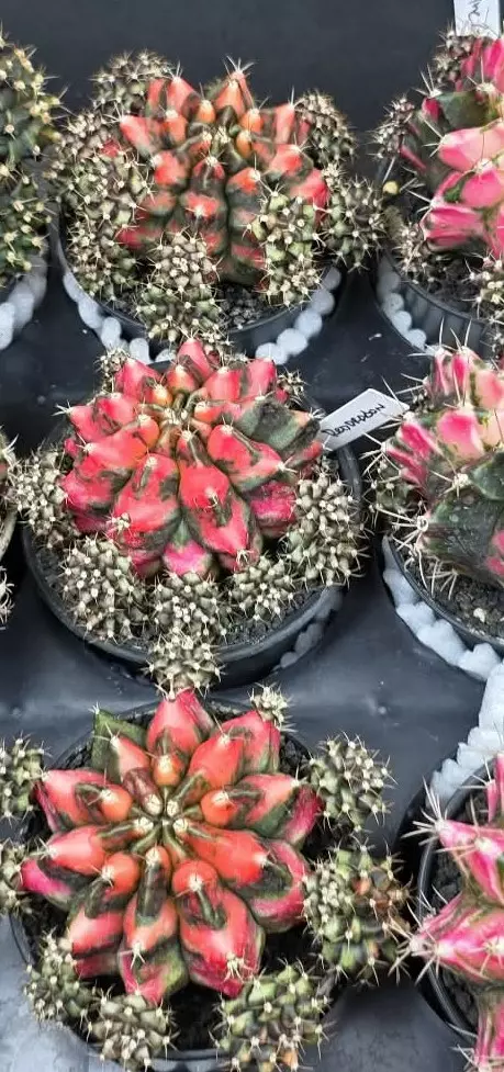 A3 Red Dragon Clone, Grower's Choice Cactus Bazaar thumbnail
