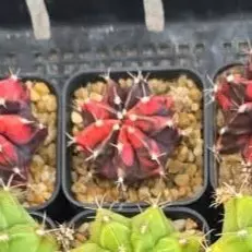 Black Pearl Clone, Grower's Choice Cactus Bazaar thumbnail