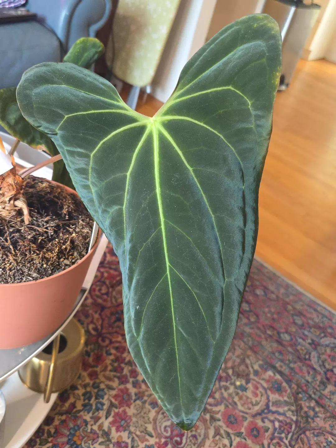 (Carla RA #1 x Sp Nov DF) x (BVEP #2 x Black Panama) thumbnail