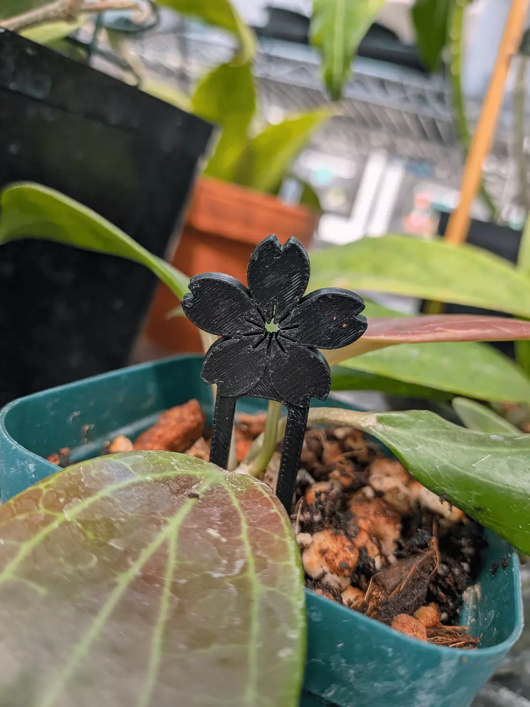 Set of Five (5) Hoya Pins thumbnail