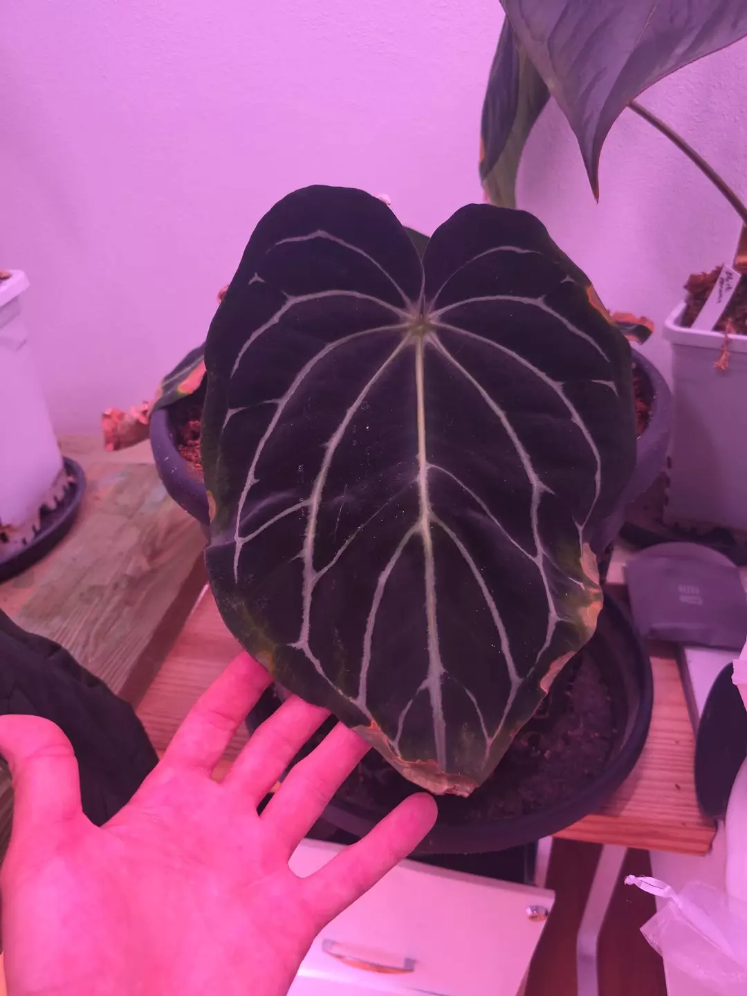 Kitchen Carla x Carla (5x10) Select Seedling thumbnail