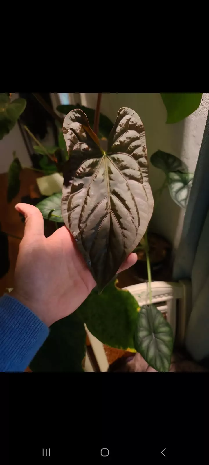 3 seedling (Ree Pap x Dress RG2)x RA Carla thumbnail