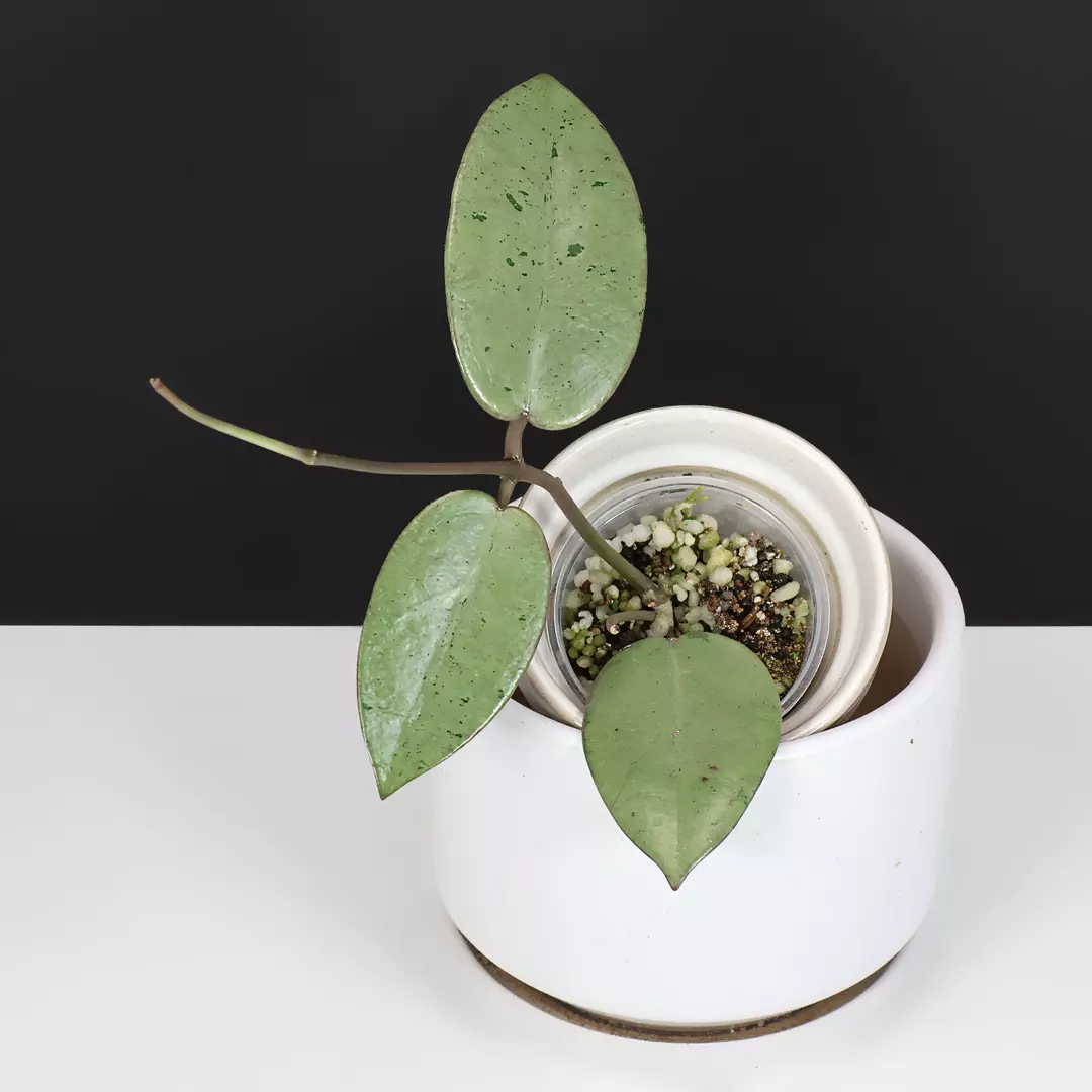 Hoya Silver Dollar thumbnail