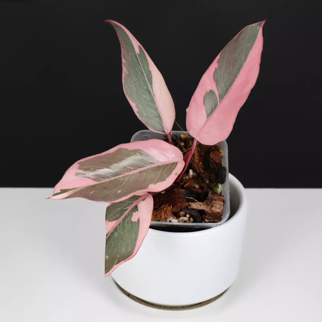 Philodendron Pink Princess Mutation thumbnail