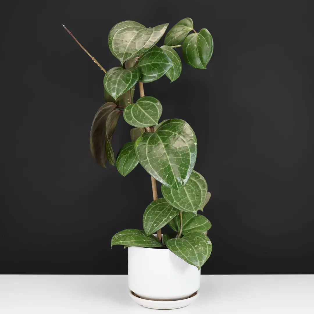 Hoya Latifolia Sarawak thumbnail