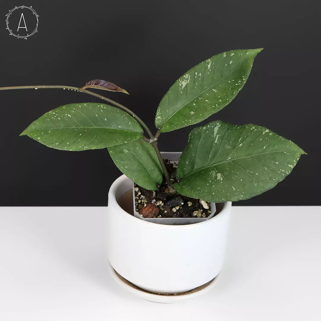 Hoya sp. Aceh Dragon Egg thumbnail