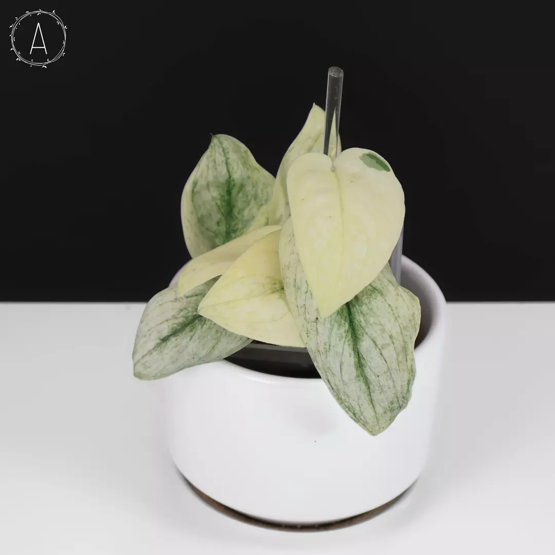 Scindapsus sp. Mint thumbnail