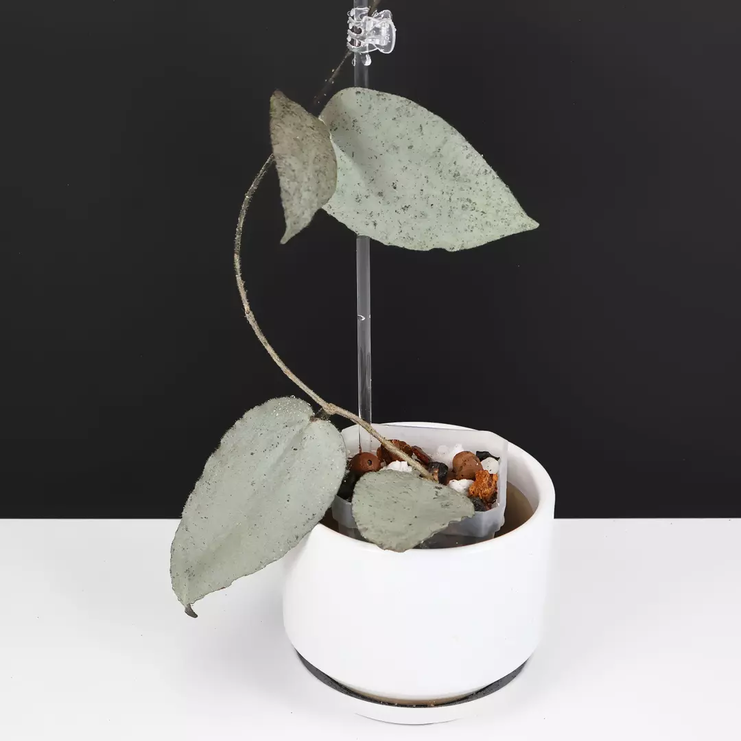Hoya Caudata Argene (Argentea) Silver thumbnail