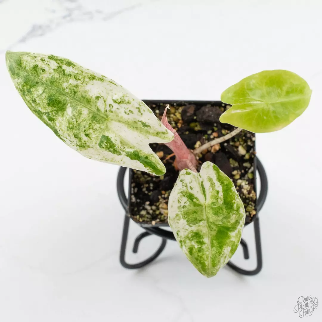Alocasia 'Zebrina' Albo/Mint variegated *Grower's Choice* thumbnail