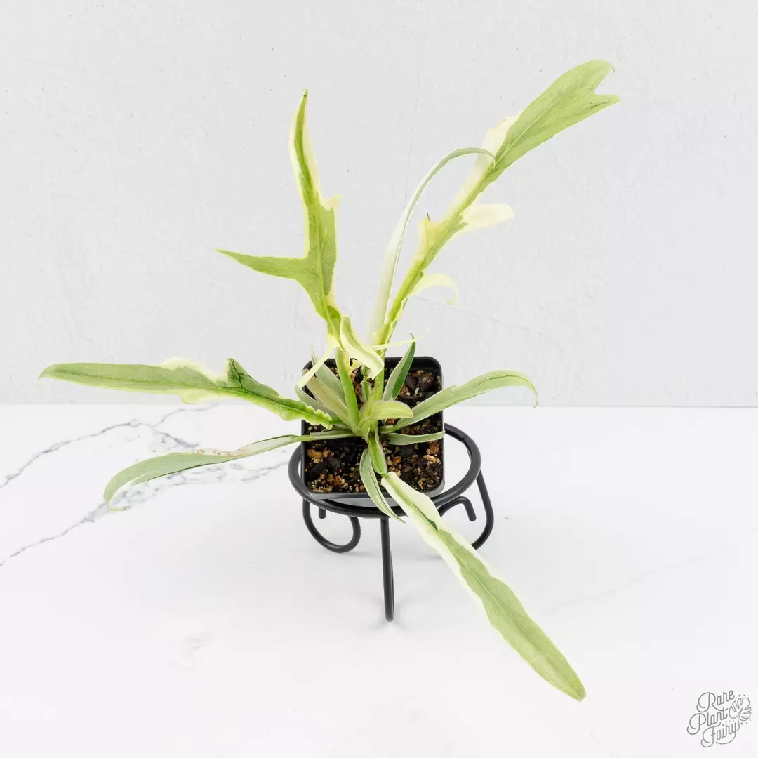 Philodendron Bipinnatifidum 'Tortum' Albo Variegated *Grower's Choice* thumbnail