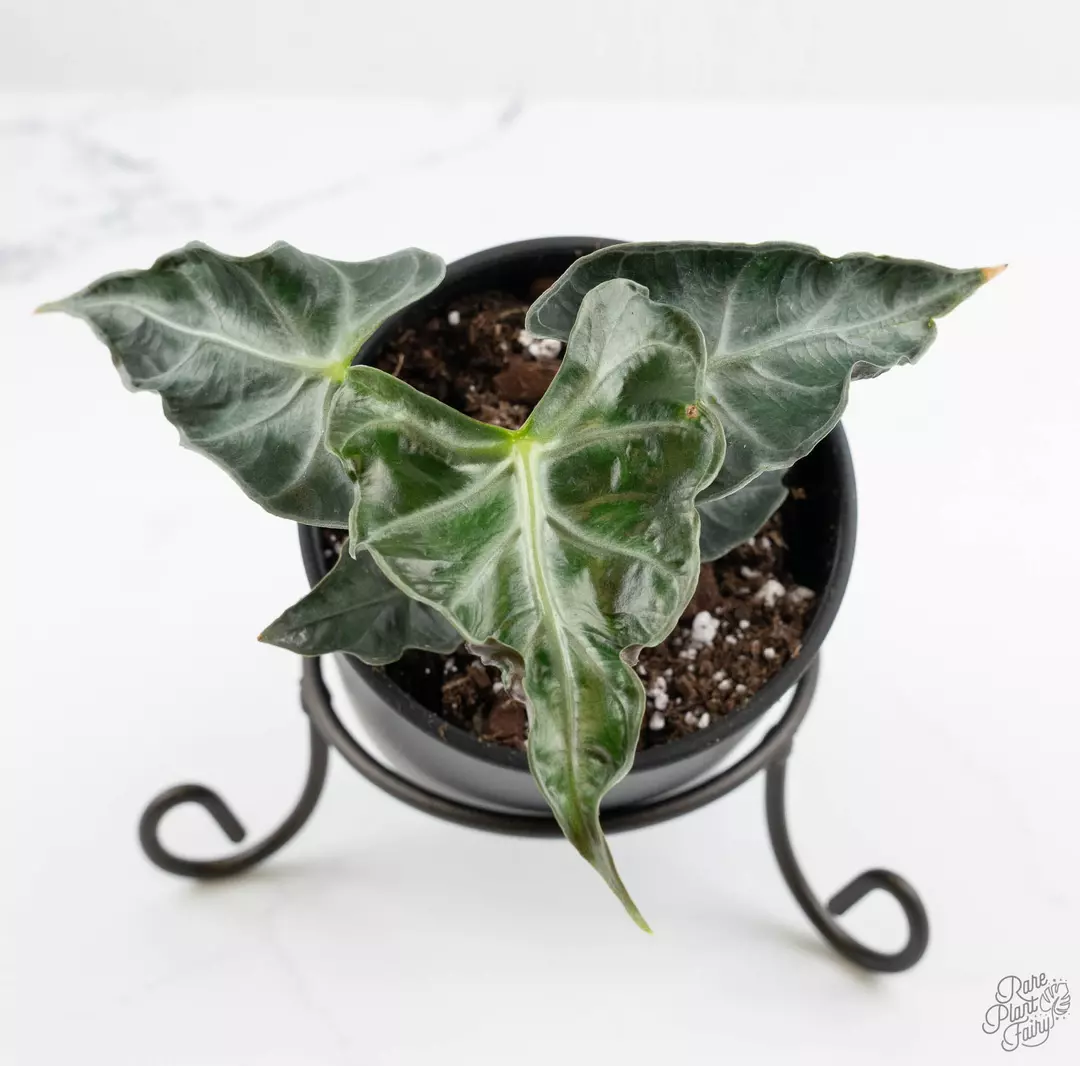 Alocasia loco *Grower's Choice* thumbnail