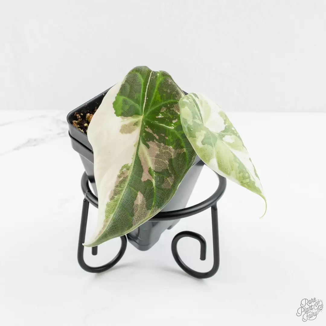 Alocasia 'Maharani' Albo variegated *Grower's Choice* thumbnail