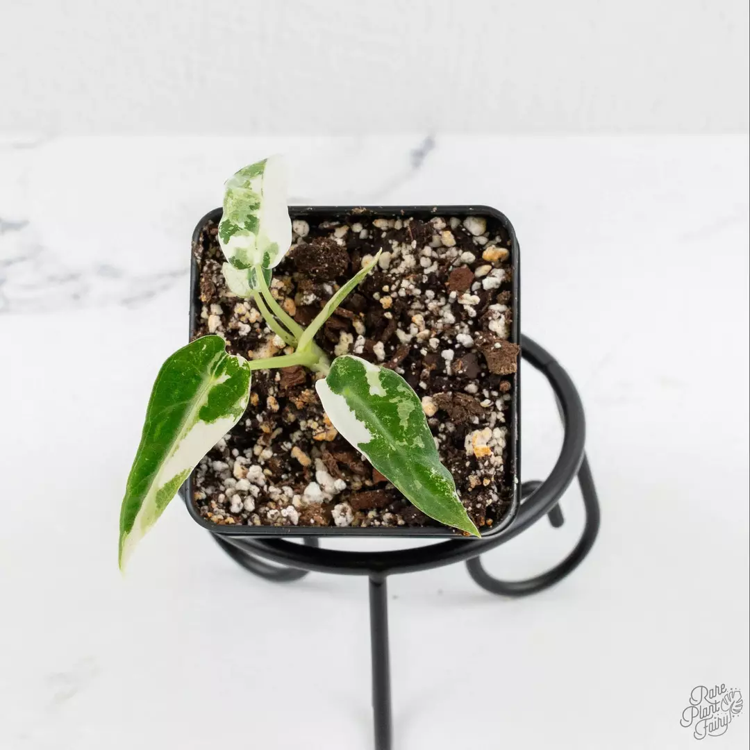 Alocasia 'Bambino' Albo variegated *Grower's Choice* thumbnail