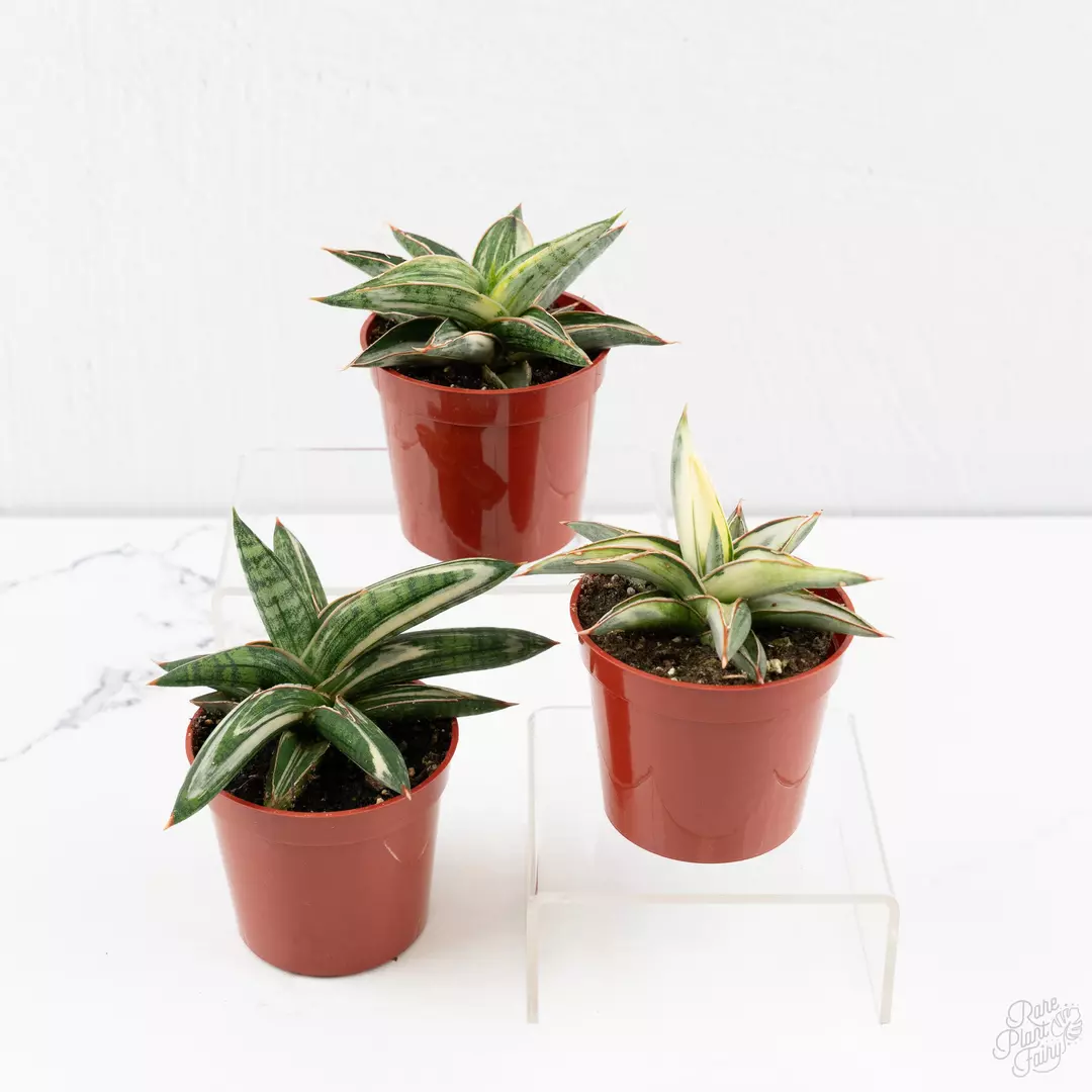 Sansevieria Lavranos Blue Clone Variegated *Grower's Choice* thumbnail